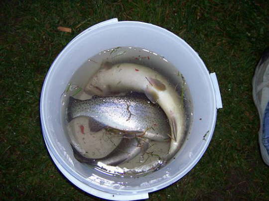 Fisch2007 (9)